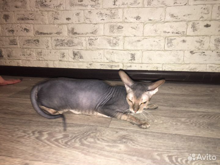 Донской сфинкс