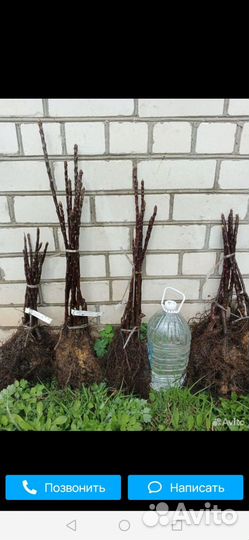 Саженцы плодовых:яблоня, груша, слива, малина