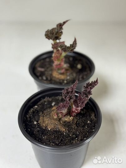 Бегония клубневая