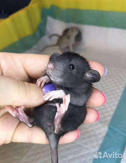 Чёрная Краса Дамбо самочка