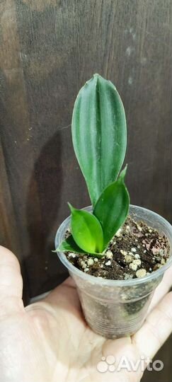 Сансевиерия