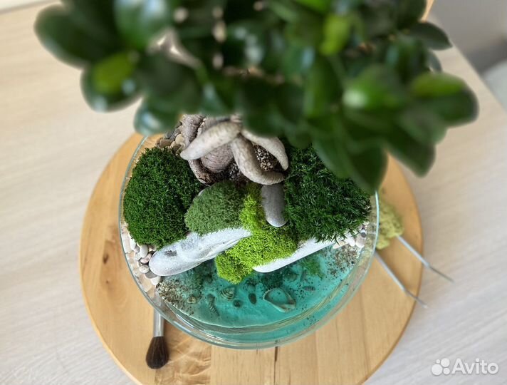 Флорариум с фикусом микрокарпа бонсай