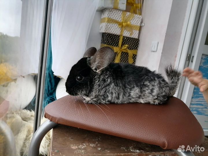 Шиншилла черный бархат