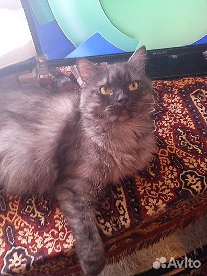 Отдам кота в добрые руки
