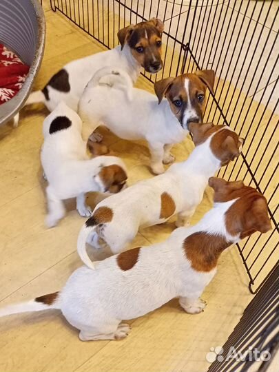 Щенки джек рассел терьер