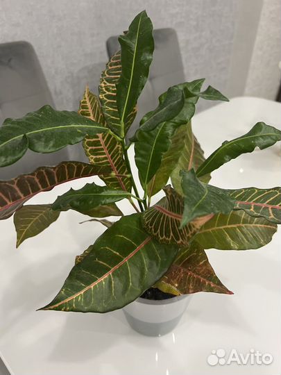 Кодиеум кротон