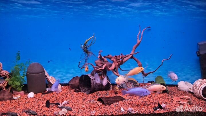 Крупные рыбки цихлиды анцитрусы