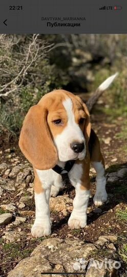 Собака бигль