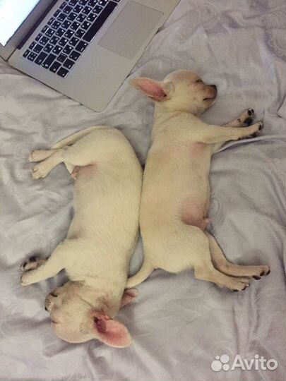 Чихуахуа мини