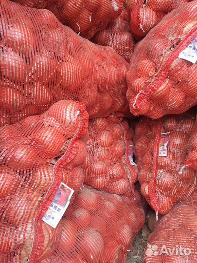 Лук репчатый капуста Марковь свекла картофель