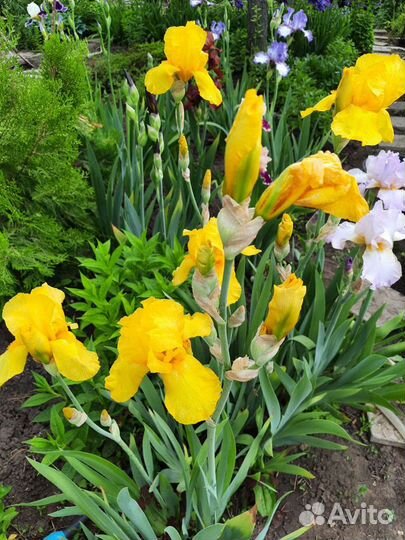 Набор сортовых гибридных ирисов