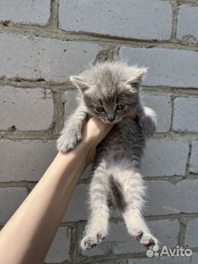 Котята