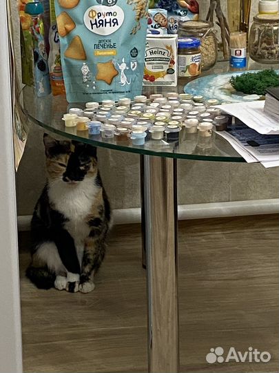 Трехцветные кошки