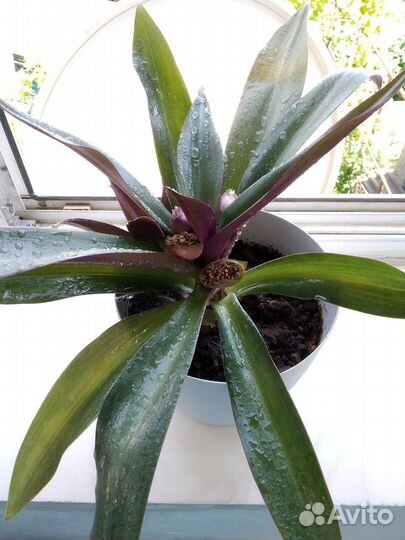 Традесканция