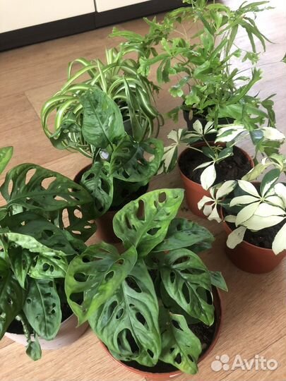 Комнатные растения