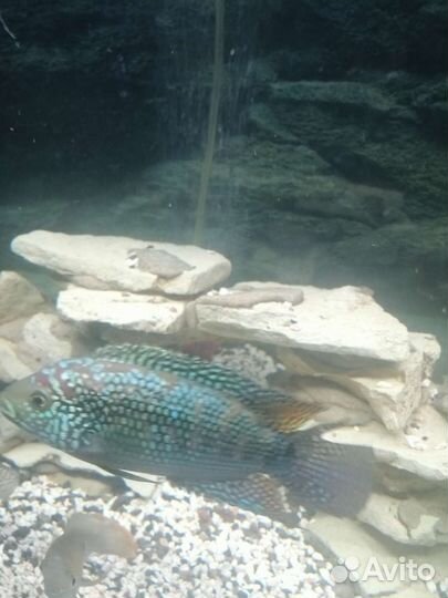 Цихлазома восьмиполосая (пчелка) взрослая