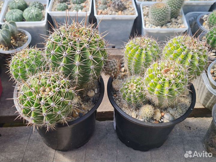 Кактус, кактусы