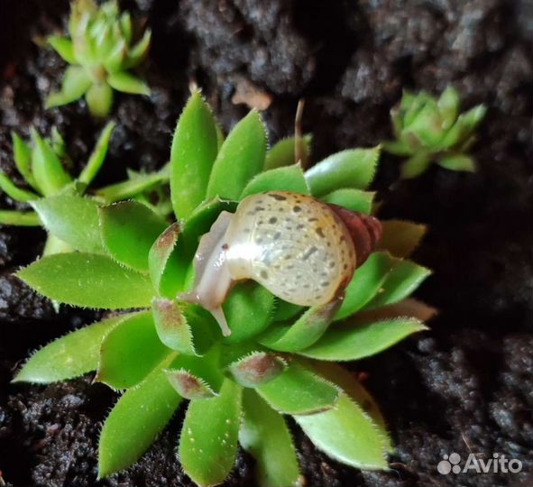 Улитки ахатины