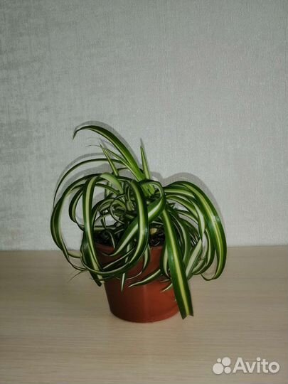 Хлорофитум кудрявый