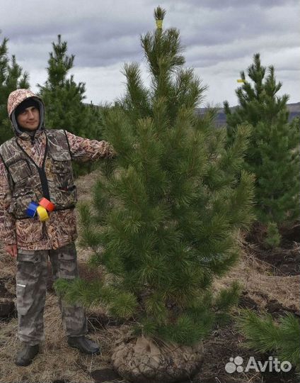 Сибирский кедр экстра класс. Саженцы