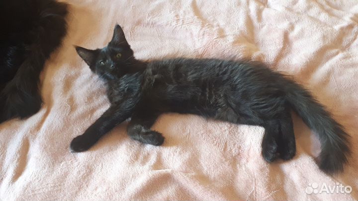 Котёнок мейн-кун