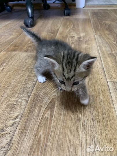 Котёнок