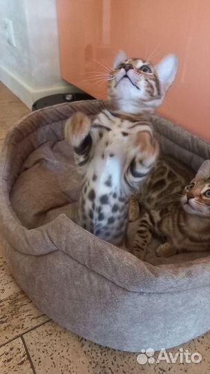 Бенгальская кошка