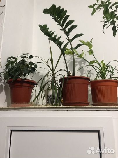 Замиокулькас