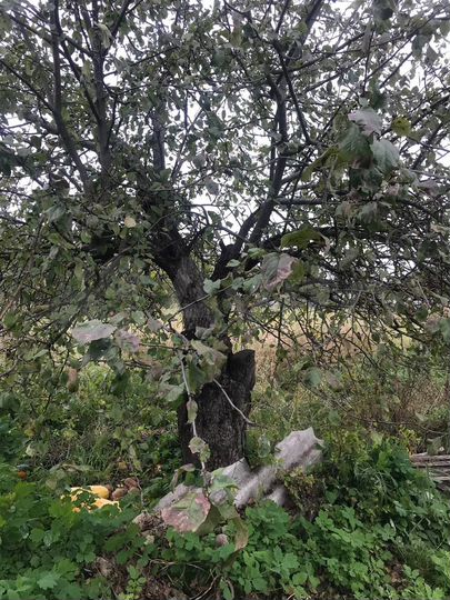 Дом 52 м² на участке 32 сот.