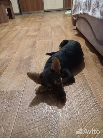 Щенок в добрые руки