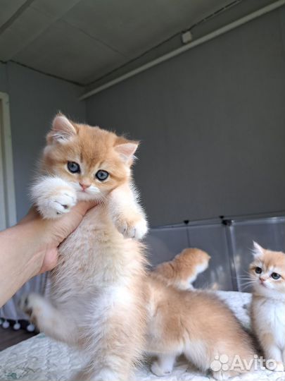 Британская золотая шиншилла