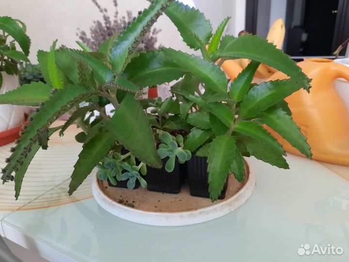 Каланхоэ и суккуленты