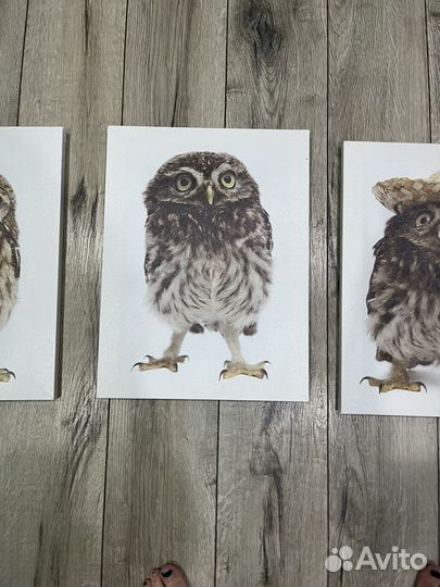Картина совы