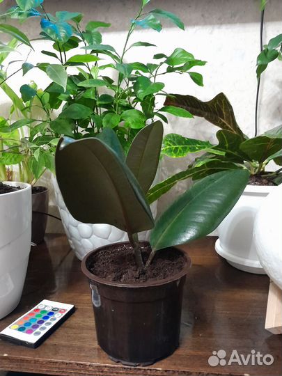 Фикус каучуковый