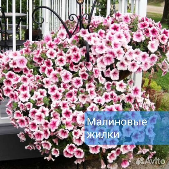 Ампельная петуния