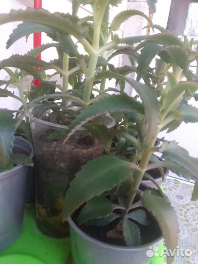 Каланхоэ лечебное