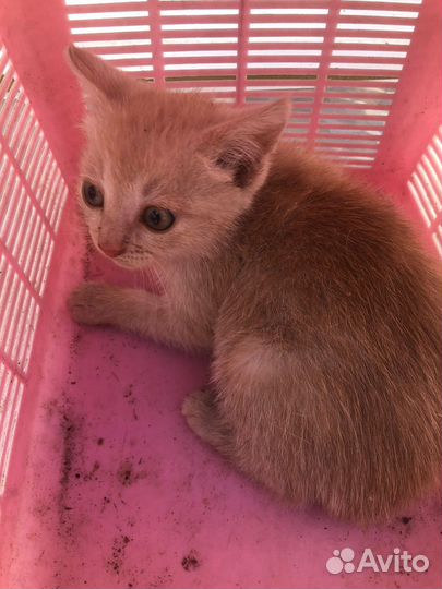 Котенок персиковый