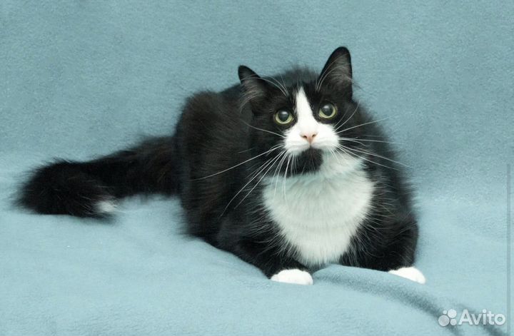 Кот в добрые руки