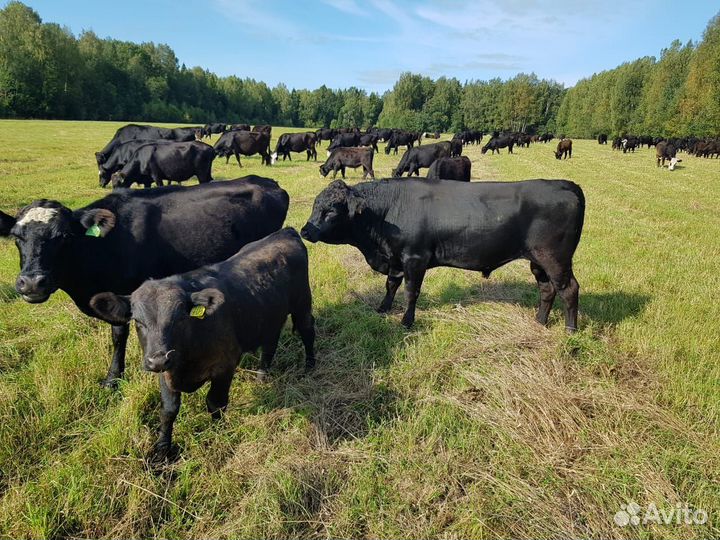 Бычки и быки