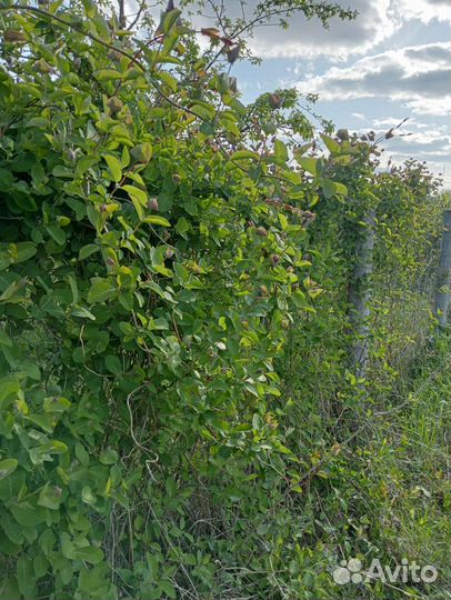 Можжевельник