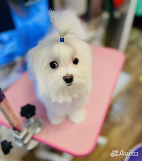 Мальтийская болонка мини