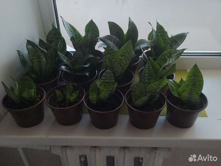 Сансевиерия ханни