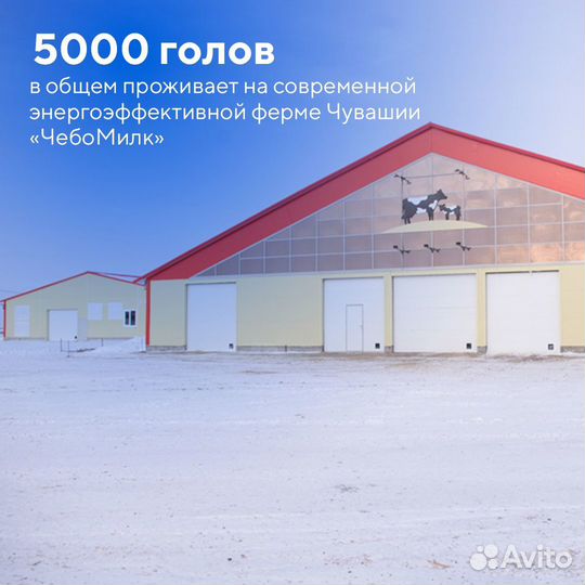 Ночной сторож
