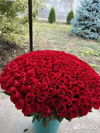 Розы оптом