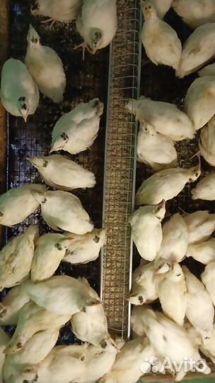 Цыплята перепела 