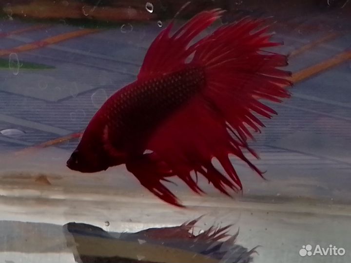 Рыбка петушок