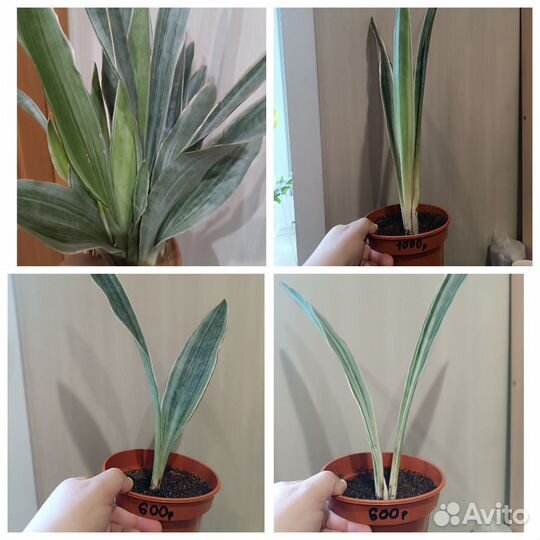 Комнатные цветы