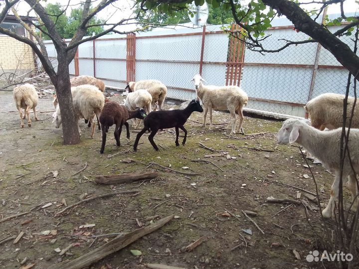 Овцы бараных ягнята