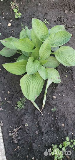 Хоста, ирисы