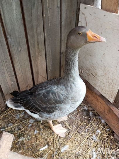 Продам гуся